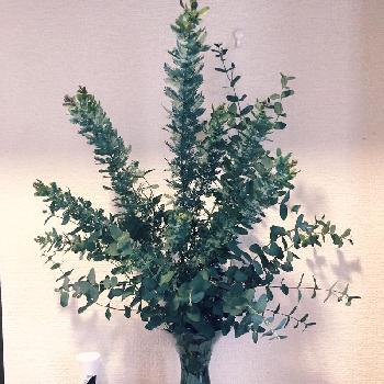 大ぶりの枝物の画像 by コアニーさん | 玄関とグ二ーユーカリとミモザの葉と大ぶりの枝物と今日のお花