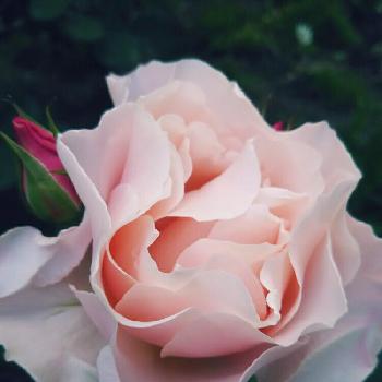 薔薇ダフネの画像 by ひよこさん | 小さな庭と薔薇ダフネとバラの記録と薔薇の季節とマイガーデンとバラのある暮らしとバラの季節とガーデニングとバラの地植えとローズガーデンと薔薇♪