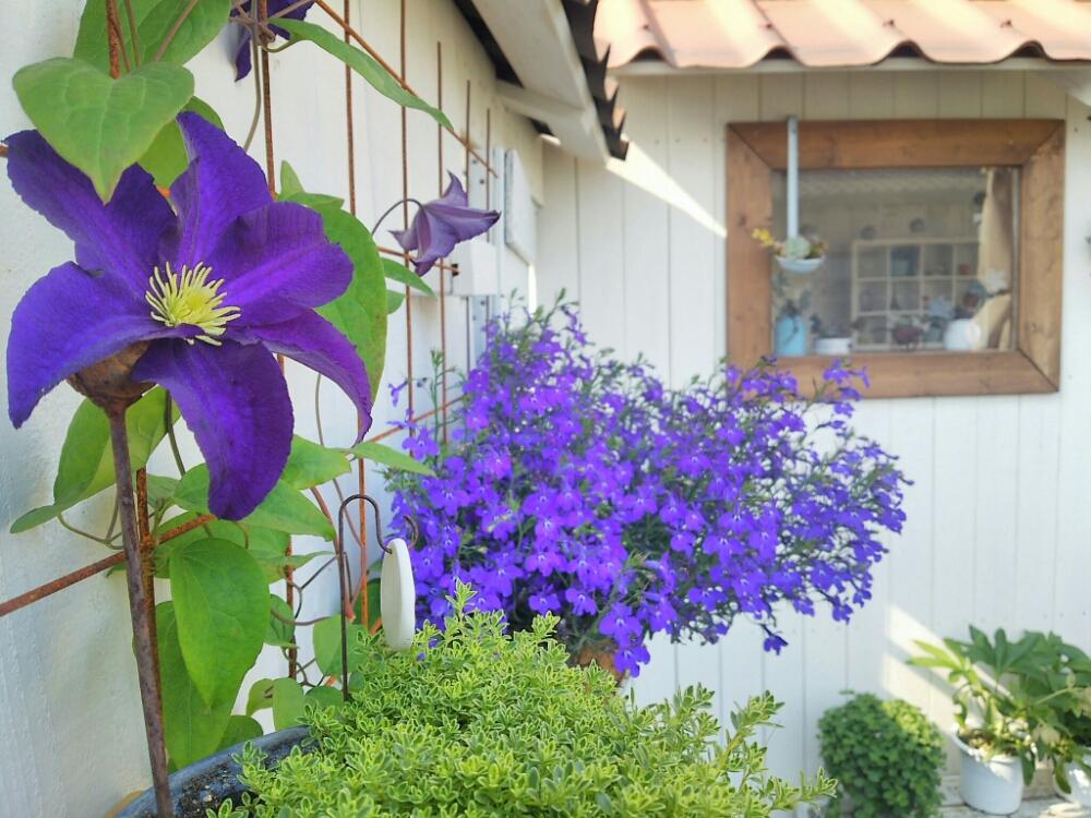 クレマチス ビオラの投稿画像 By Akiさん 花のある暮らしとガーデニングと手作りの庭とさいた 17月5月29日 Greensnap グリーンスナップ