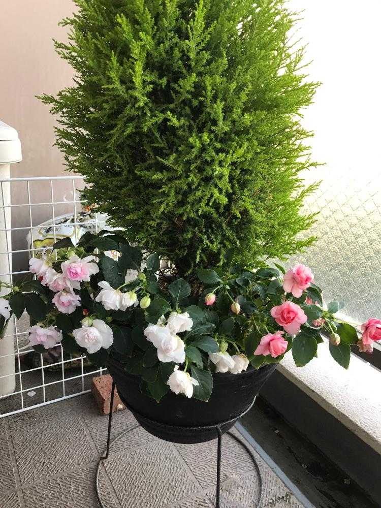 バルコニー ベランダの投稿画像 By あいりょうさん インパチェンス と寄せ植えとインパチェンスとコニファーと八重咲きインパチェンス カリフォルニアローズとカリフォルニアローズ フィエスタとインパチェンス と寄せ植えとカリフォルニアローズ フィエスタ 17月5