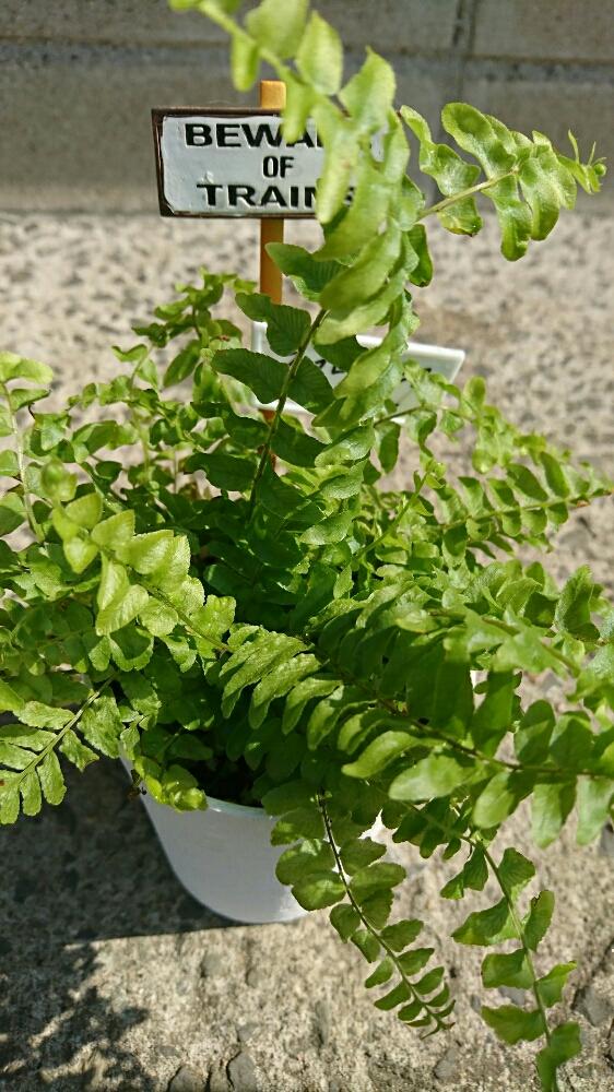 ネフロレピスの投稿画像 By M Hoさん 成長記録とナフコplantと新 New Face 顔 17月5月30日 Greensnap グリーンスナップ