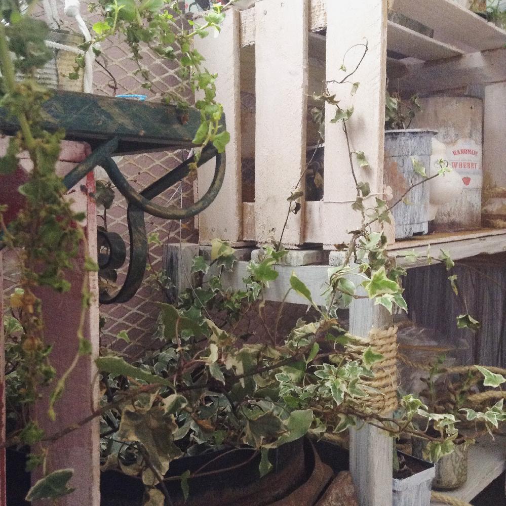 小さな庭の投稿画像 By Pinkatさん 初心者とdiyガーデンシンクとナチュラルガーデンとno Green No Lifeとナチュラルインテリアと ガーデニングとジャンクガーデンとインテリアグリーンと初心者とdiyガーデンシンクとナチュラルガーデンとno Green No Lifeとナチュラル