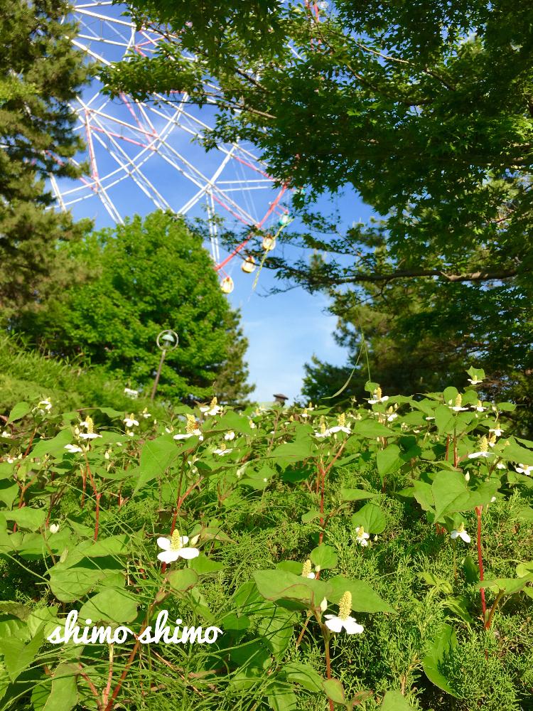 ドクダミの投稿画像 By しもしもさん 青空と葛西臨海公園と江戸川区散歩とスマホ撮影と八重のドクダミ探し中と100万枚記念 とっておきの植物コンテストと観覧車と観覧車が好き 17月5月30日 Greensnap グリーンスナップ