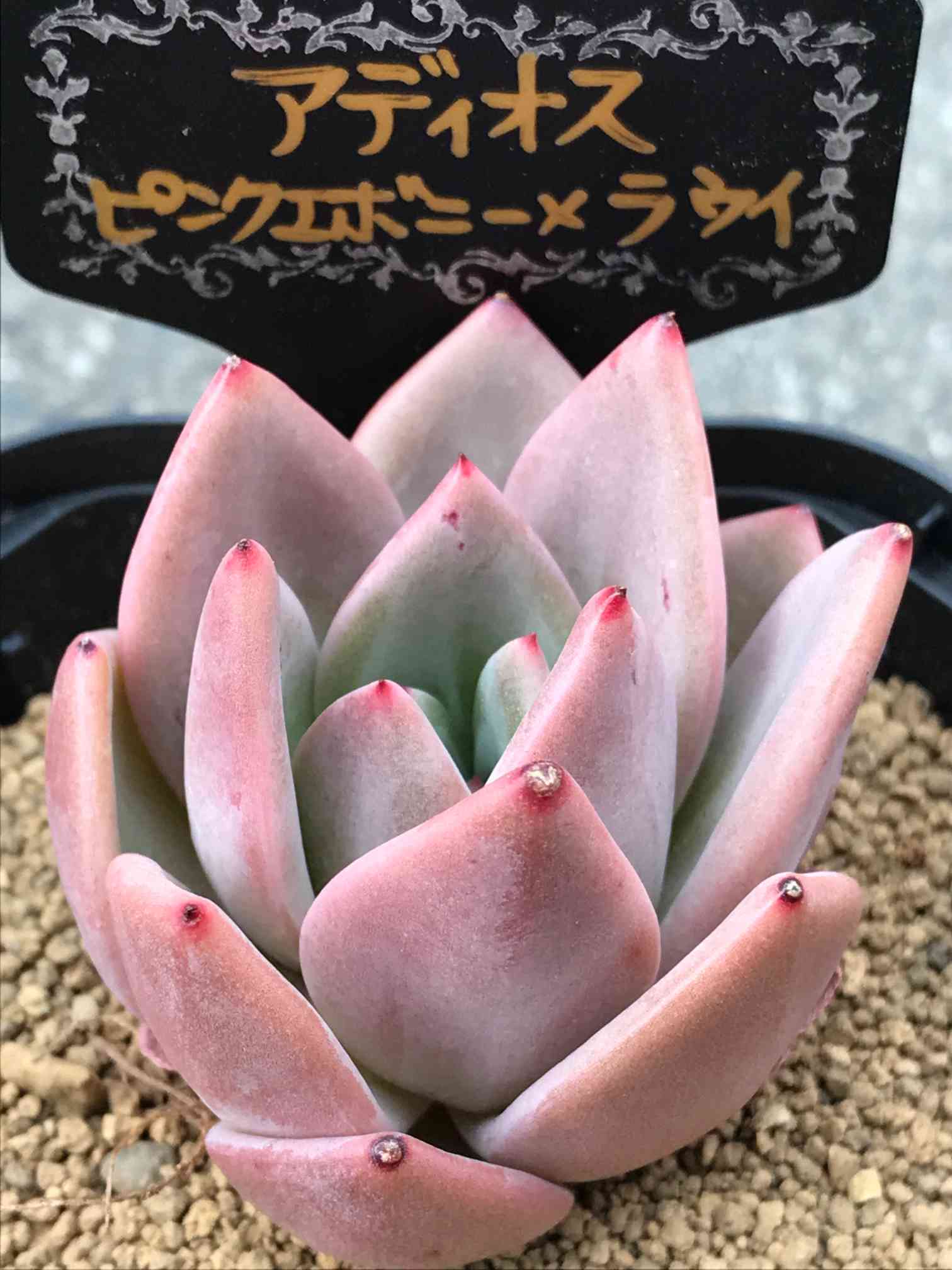 オリビア　抜き苗 557現物 多肉植物 オリビア 抜き苗 | るる農園~多肉植物専門