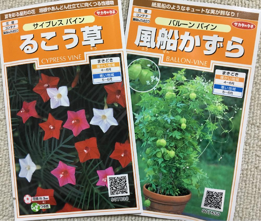 フウセンカズラの投稿画像 By ちいさん ルコウソウと広い庭と植中毒と観葉植物とグリーンカーテンと植中毒と観葉植物とグリーンカーテン 17月5月30日 Greensnap グリーンスナップ Greensnap グリーンスナップ