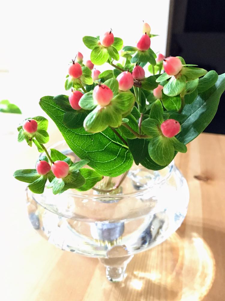 ヒペリカムの投稿画像 By Mayo816さん マイ コレクションと今日のお花とガラスベースとガーデニングと剣山 17月5月30日 Greensnap グリーンスナップ