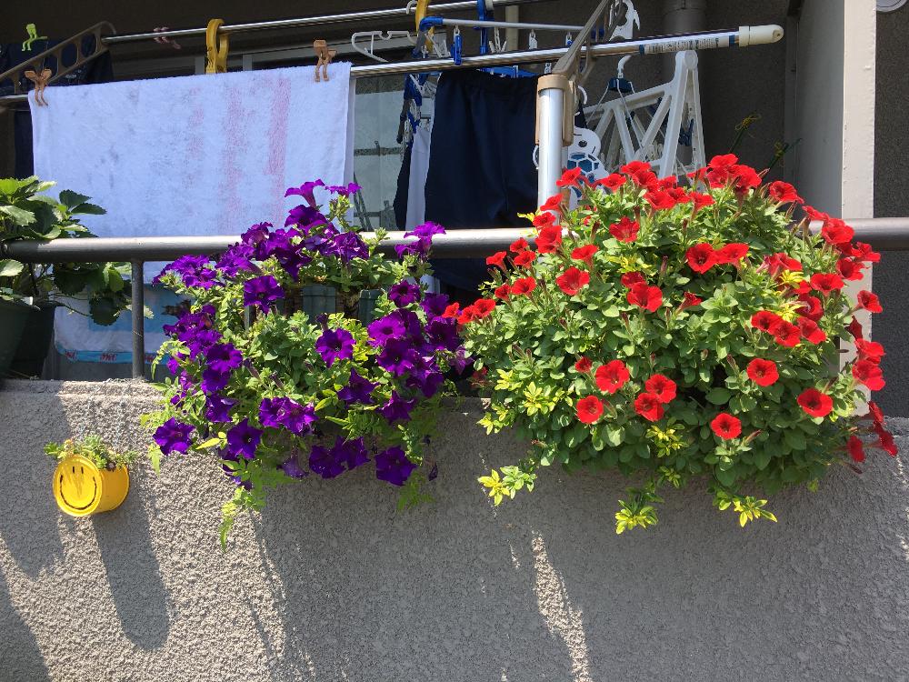 秋まで咲かせたいペチュニアのハンギングバスケット Greensnap グリーンスナップ 屋外 屋内のための人工ブドウシルクペチュニアの花と吊り下げバスケット Vladatk Kim Ba
