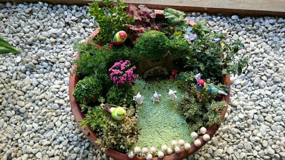 フェアリーガーデンの投稿画像 By Kazさん 17月5月31日 Greensnap グリーンスナップ