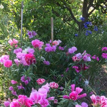 広がるお花の画像 by kenjiさん | 小さな庭とゴデチャと庭のお花と春のお花と観葉植物と幻想的と去年のお花と広がるお花と花つけ過ぎとガーデニングと我が家のお花