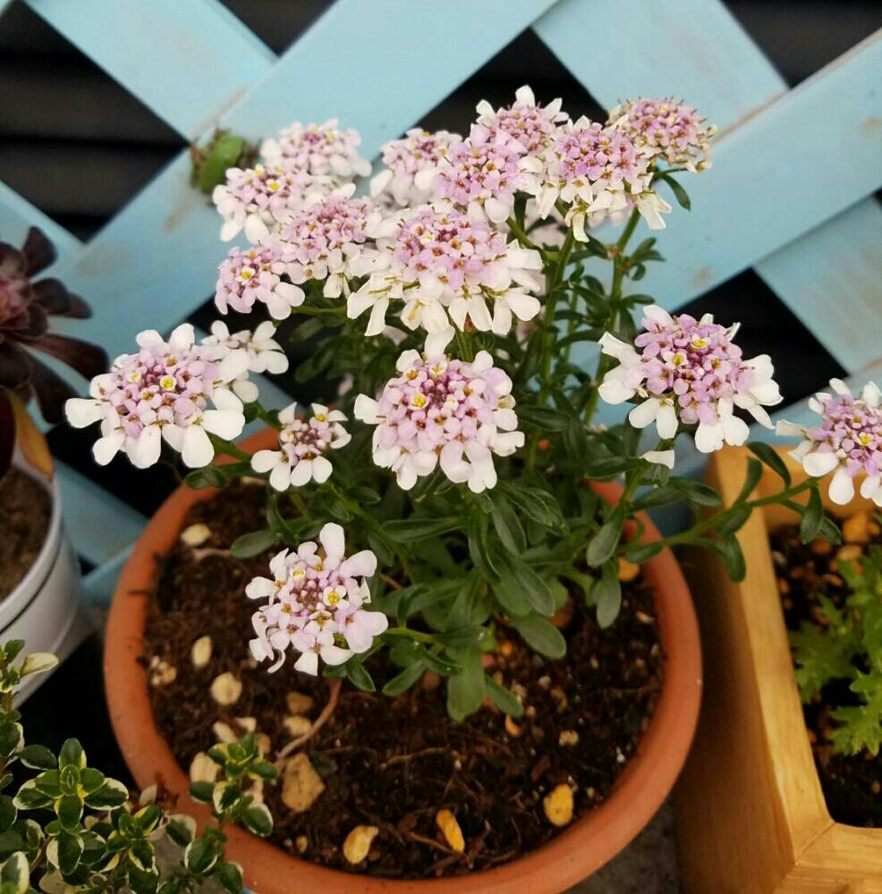 バルコニー ベランダの投稿画像 By Me Tanさん イベリス ピンクアイス 17月5月31日 Greensnap グリーンスナップ Greensnap グリーンスナップ