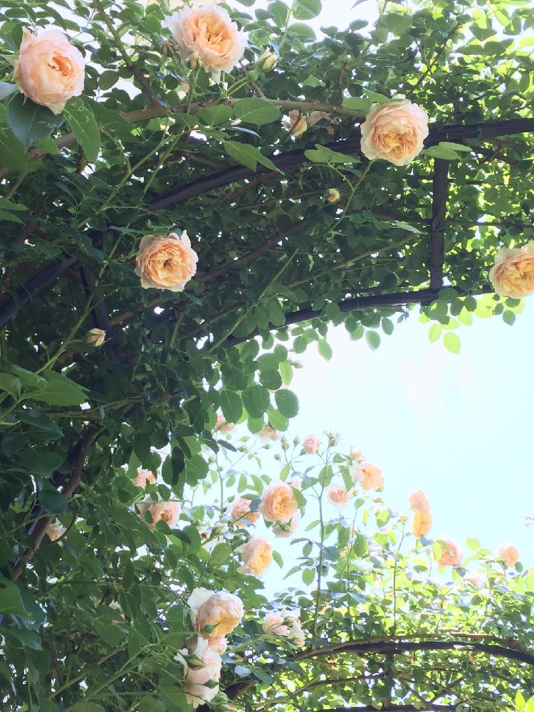 バラの投稿画像 By Nao さん バラ ジンジャーシラバブと お庭のアーチ コンテストと香りのいいお花とバラを楽しむとつるバラ 17月5月31日 Greensnap グリーンスナップ