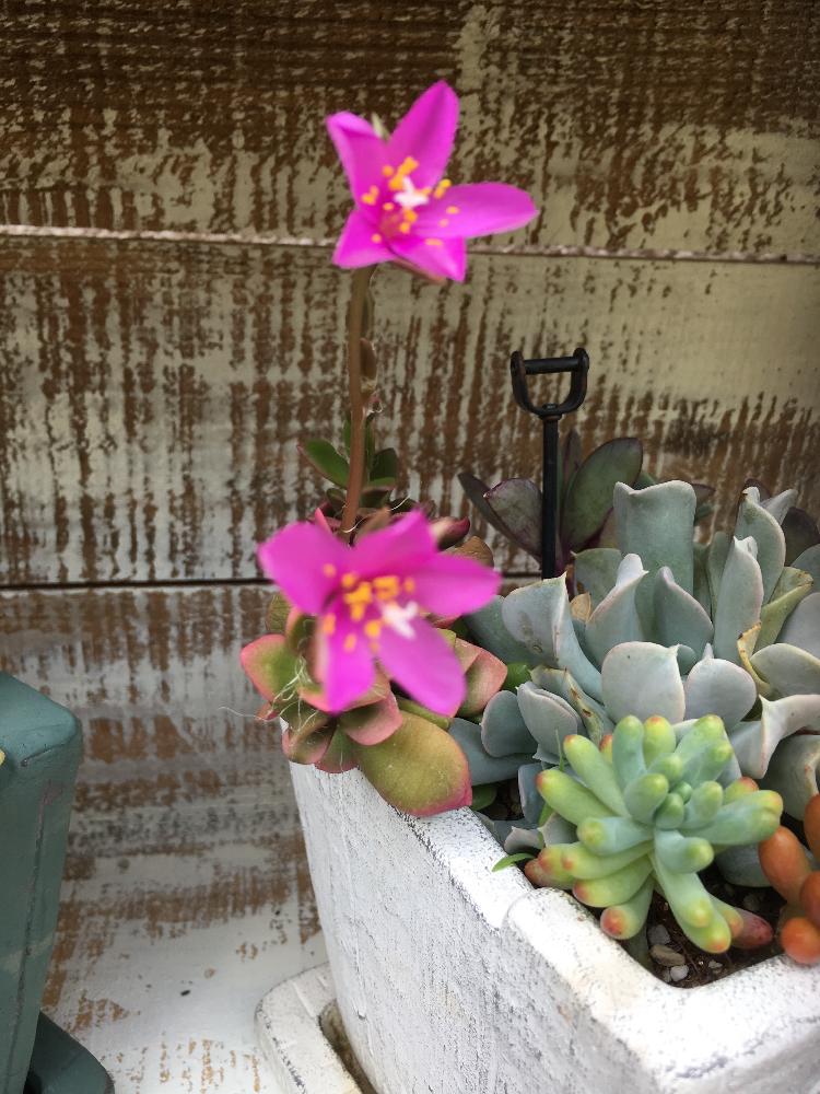 桜吹雪のお花の投稿画像 By Shokoさん 玄関と多肉植物と寄せ植えと今日の一枚と赤い花と多肉 桜吹雪と多肉植物と寄せ植えと今日の一枚と赤い花と多肉 桜吹雪 17月5月31日 Greensnap グリーンスナップ Greensnap グリーンスナップ