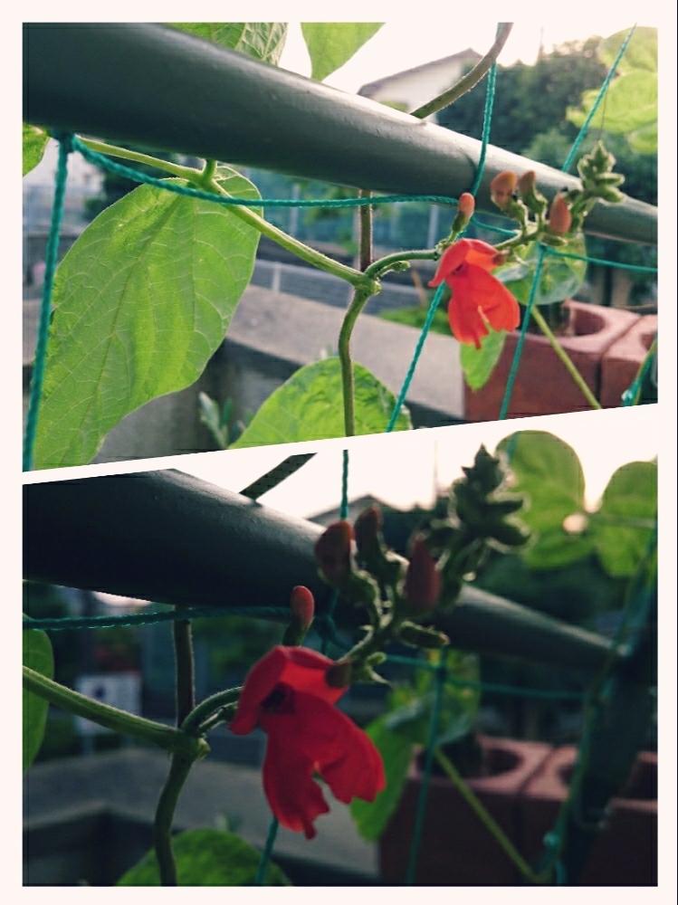 植中毒の投稿画像 By 千夏さん 今日のお花とグリーンカーテンと赤い花と可愛いピンク色 と花豆大好きと多肉初心者 17月5月31日 Greensnap グリーンスナップ