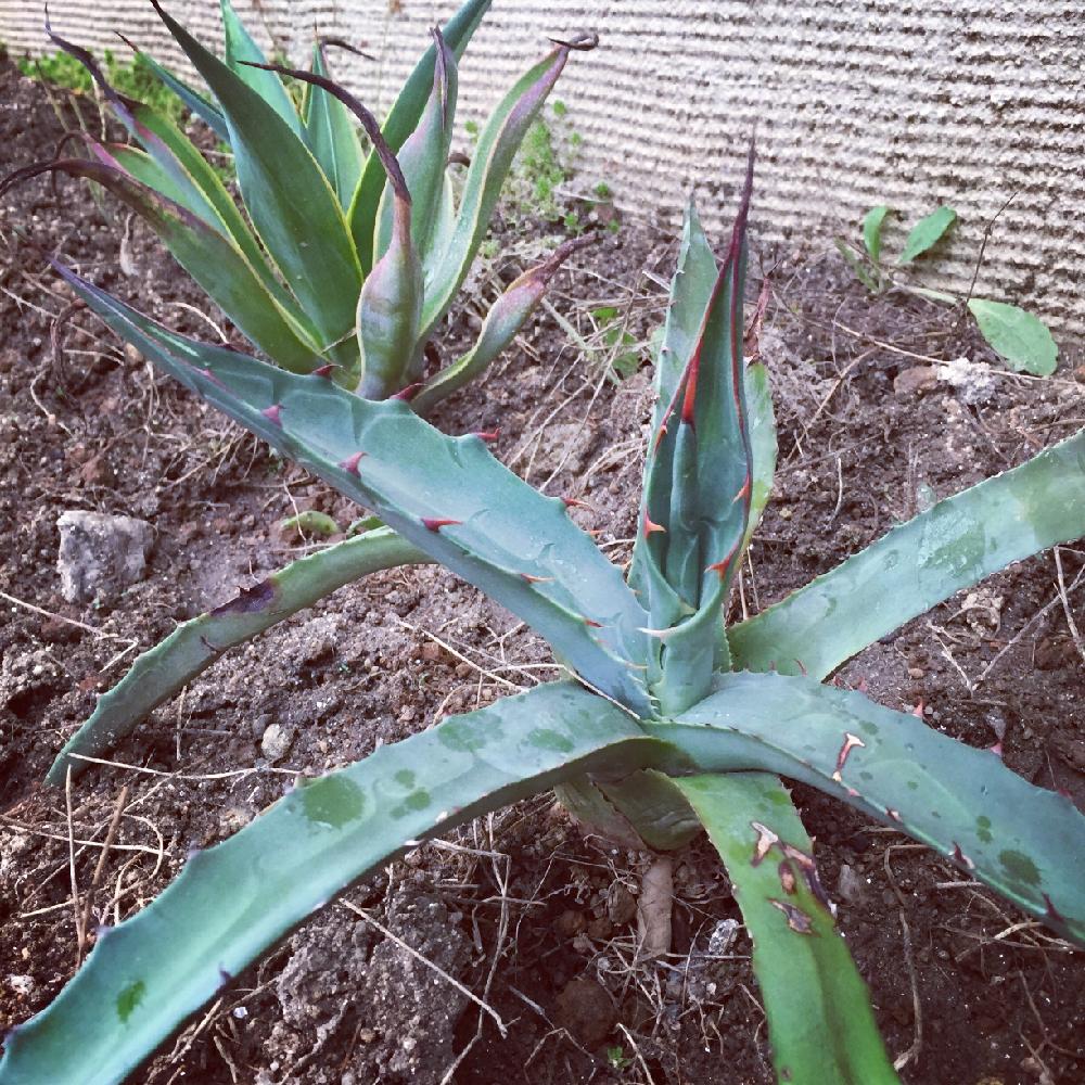 アガベ ベネズエラの投稿画像 By はんぺんさん アオノリュウゼツランと小さな庭と多肉植物とわが家の多肉スペースとおれのアガベと暴れ多肉と蛇口からテキーラとアガベ属と俺の多肉植物と多肉植物とわが家の多肉スペースとおれのアガベと暴れ多肉と蛇口からテキーラと