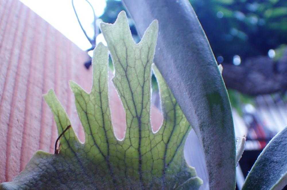 すー　大株　ビカクシダ ビーチー　ベイチー　レモイネイ 楽天市場】(現品) ビカクシダ ビーチー 'レモイネイ' (pup) (No.40888