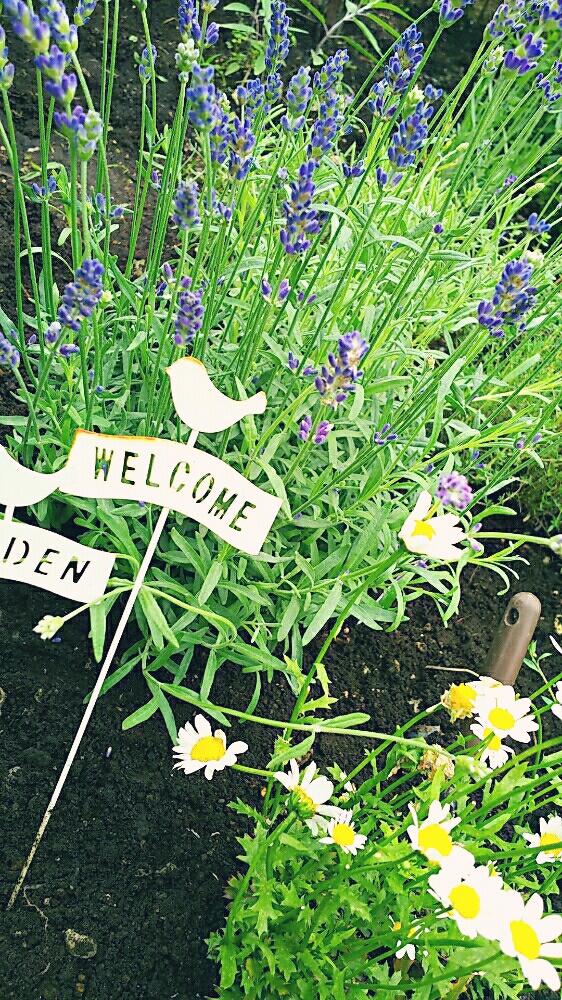 イングリッシュラベンダーの投稿画像 By ひーさん ヒッドコードラベンダーとラベンダーとハーブガーデンと花芽と花自慢と植中毒と今日の一枚とハーブのある暮らしと成長記録とナチュラルスタイルとガーデニング 17月6月1日 Greensnap グリーンスナップ