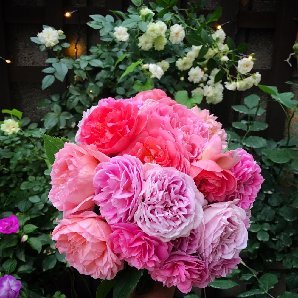 ボスコベルの投稿画像 By ぴろこさん バラ ホーラとバラ シュラブローズとピンクの花とロゼット咲きとデビッドオースチンとバラ 鉢植えと植中毒と バラ コンテストとイングリッシュ ローズとロサオリエンティスと薔薇 とロザリアンとバラを楽しむ 17月6月1日