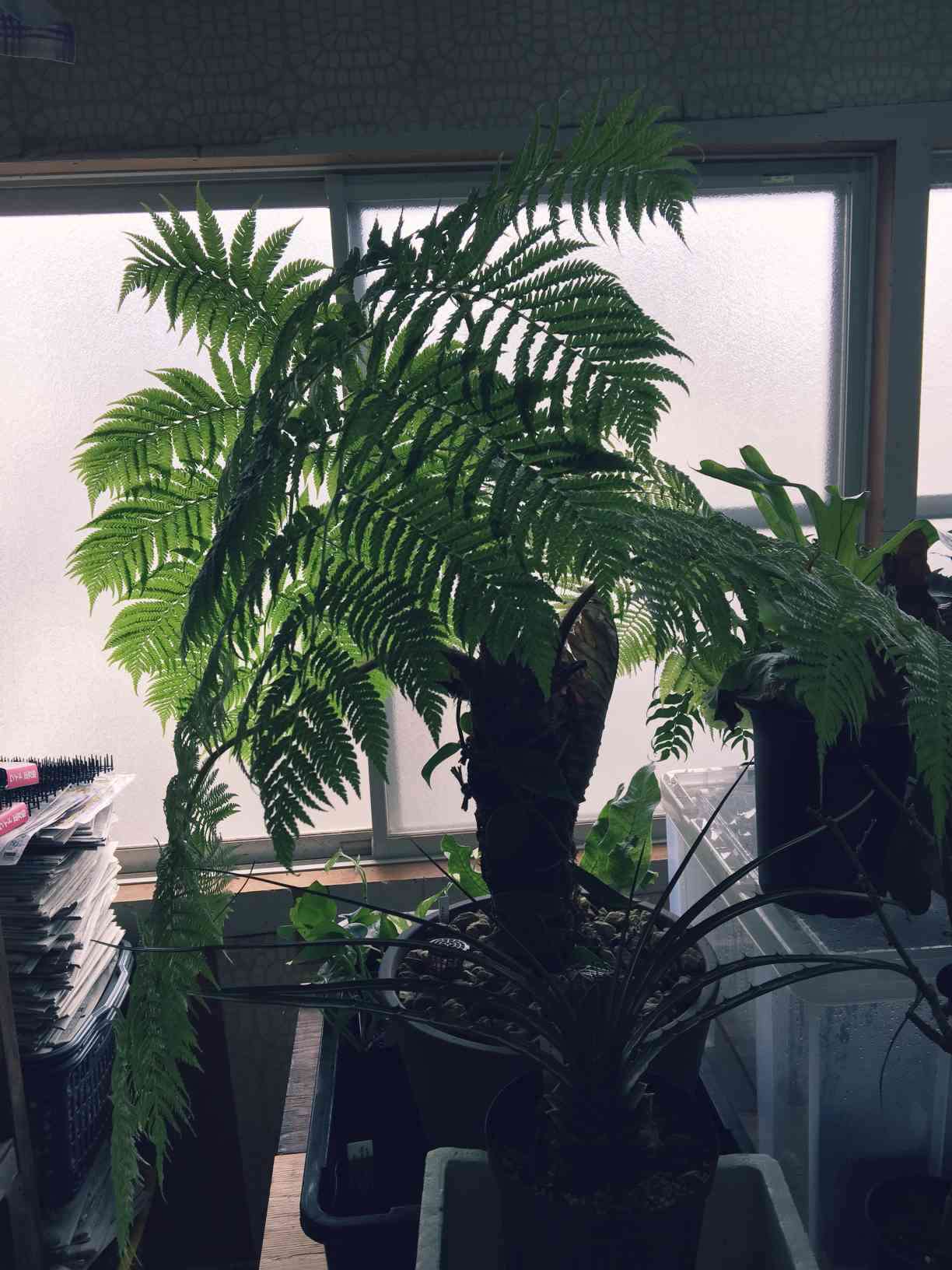 ヘゴの木＊観葉植物インテリアグリーン＊シダ