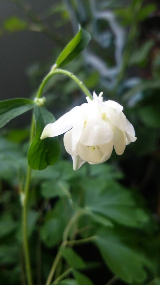 小さな庭の投稿画像 By 乙女椿さん 初夏の茶花と山野草と春の茶花と今日のお花とレアな山野草と苔玉と小さな花と盆栽と初夏の茶花と山野草と春の茶花 と今日のお花とレアな山野草と苔玉と小さな花と盆栽 17月6月1日 Greensnap グリーンスナップ Greensnap