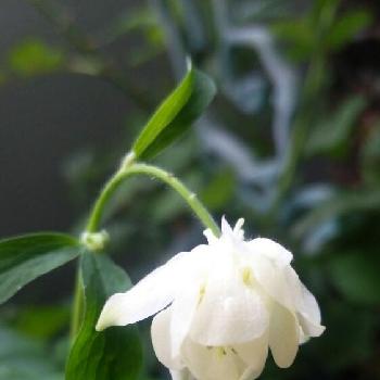 春の茶花の投稿画像一覧 Greensnap グリーンスナップ