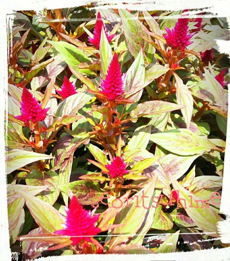 660円 お買得 花の種 営利用 ケイトウ セロシア ゆかた レッド 銅葉 1000