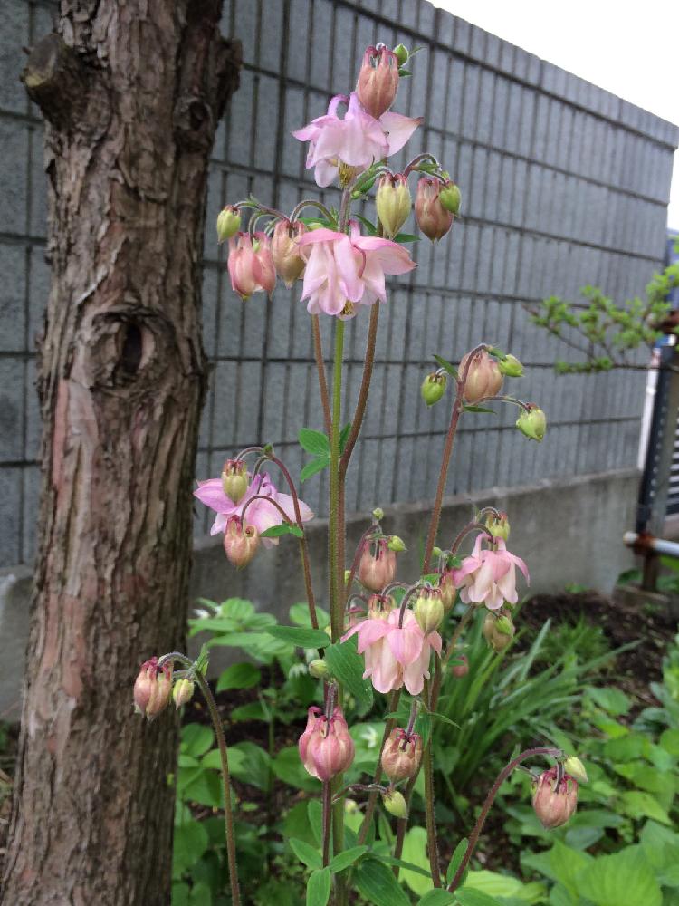 オダマキの投稿画像 By いっちーさん ピンクの花とどんどん増えると北海道と素朴な花と咲いた 17月6月2日 Greensnap グリーンスナップ