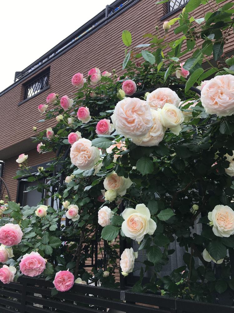 つるばら ブランピエールドロンサールの投稿画像 By レモンとすだちさん ピェール ドゥ ロンサールとバラとバラのアーチと薔薇 とお庭造り 記録とピンクの花とありがとう とバラ ピエールドゥロンサールとつるバラと バラ コンテストと薔薇を楽しむと白い花と