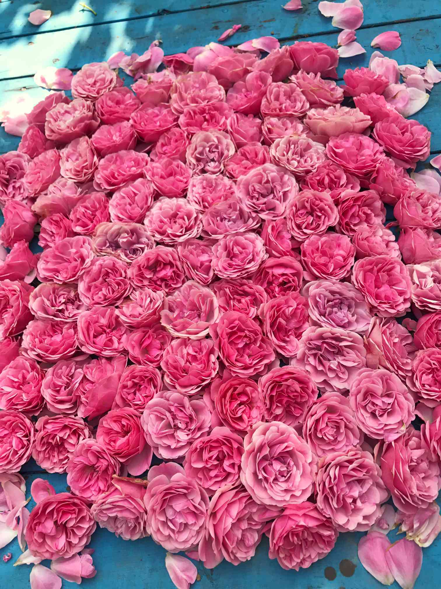 ななちち家で咲いた薔薇｜🍀GreenSnap（グリーンスナップ）