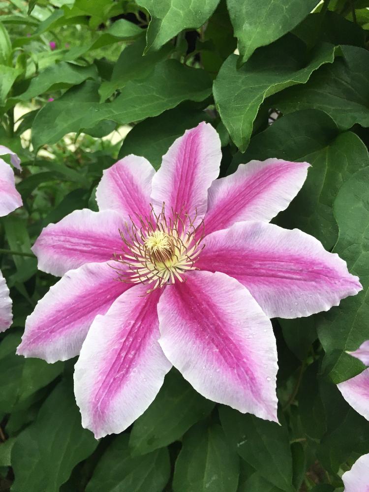 小さな庭の投稿画像 By Pinkalicious775さん 華やか とピンクの花とクレマチス 地植えと美しいと花のある暮らしと クレマチス コンテストと可愛いピンク色 とかわいいな とクレマチス テッセンと咲いた と華やか とピンクの花とクレマチス 地植えと美しいと花の