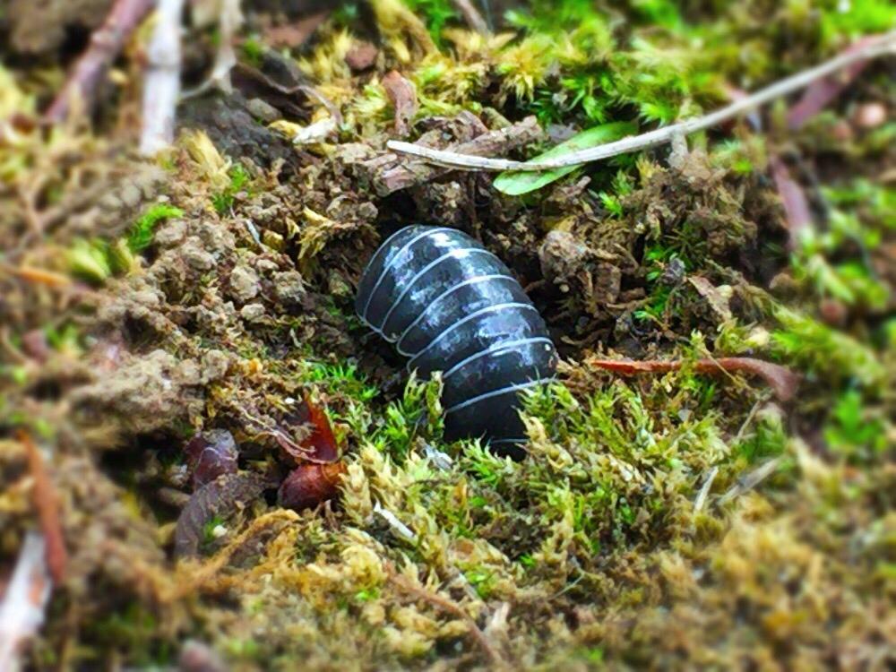 多肉植物の投稿画像 By ゆいままさん 初心者ですと苔 コケ と公園となぜ とダンゴムシと植中毒と今日のお花と多肉女子とかわいいな と小さくて可愛いと多肉初心者とお出かけ先と マクロな世界 コンテストと多肉植物と初心者ですと苔 コケ と公園となぜ と