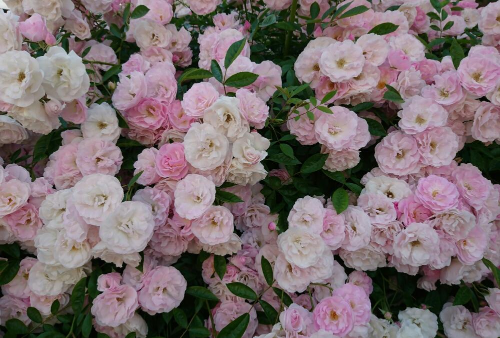 春がすみの投稿画像 By Rose Magentaさん バラのある暮らしとつるバラと バラ コンテストとバラの地植えと薔薇 とバラ ミニバラとロザリアンとバラを楽しむ 17月6月2日 Greensnap グリーンスナップ