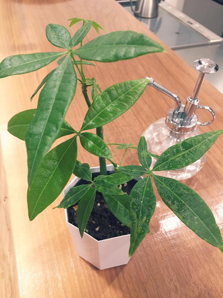 パキラの投稿画像 By Eriさん キッチンカウンターと今日の一枚と観葉植物と今日のお花 17月6月2日 Greensnap グリーンスナップ