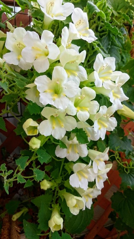 夏の花の投稿画像 By Naruさん つる性植物とおきにいりとどこまで伸びるかなと白い花 2017月6月2日 Greensnap グリーンスナップ