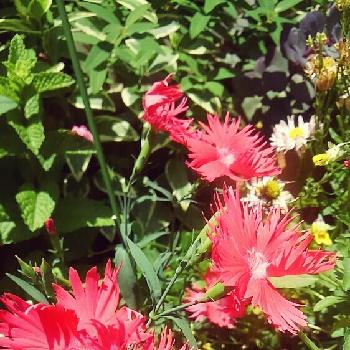 ダイアンサス・スープラの画像 by LADYBIRDさん | 小さな庭とダイアンサス・スープラとHTCとお気に入り♡と今日の一枚と今日のお花とガーデニングと咲いた❤