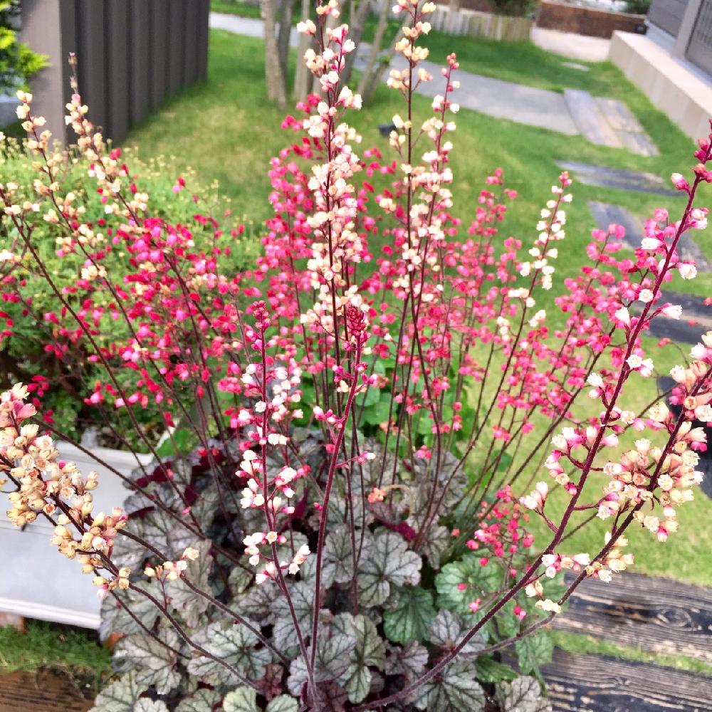 ヒューケラの投稿画像 By はち さん ピンクの花とかわいい と寄せ植えと植中毒と白い花 17月6月3日 Greensnap グリーンスナップ