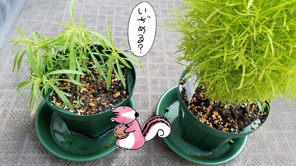 コキアの投稿画像 By モンキーパズルさん コキア ほうき草 と実生と発芽と種から 17月6月3日 Greensnap グリーンスナップ