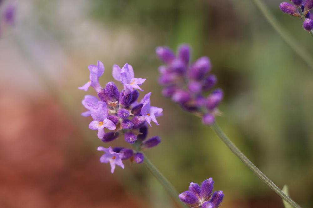 ラベンダー アングスティフォリアの投稿画像 By Bellotaさん テラスと咲いた といい香りとhierbaと咲いた といい香りとhierba 17月6月3日 Greensnap グリーンスナップ Greensnap グリーンスナップ