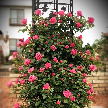 どうぞこのままの画像 by モナミさん | 広い庭と満開♪と最高の季節と薔薇に夢中とどうぞこのままと今日のお花とレオナルドダビンチ