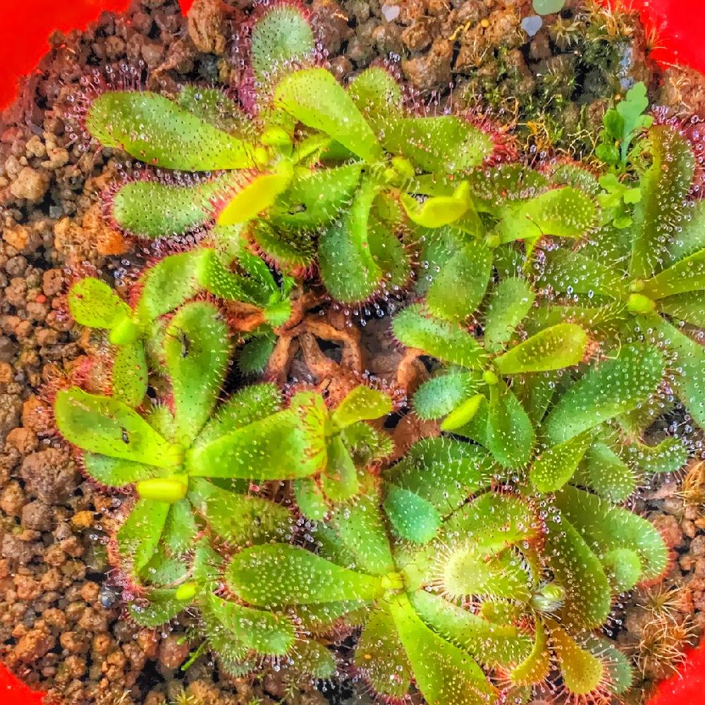 モウセンゴケハミルトニーの投稿画像 By 0219hmさん 窓辺と食虫植物と食虫植物 17月6月3日 Greensnap グリーンスナップ Greensnap グリーンスナップ