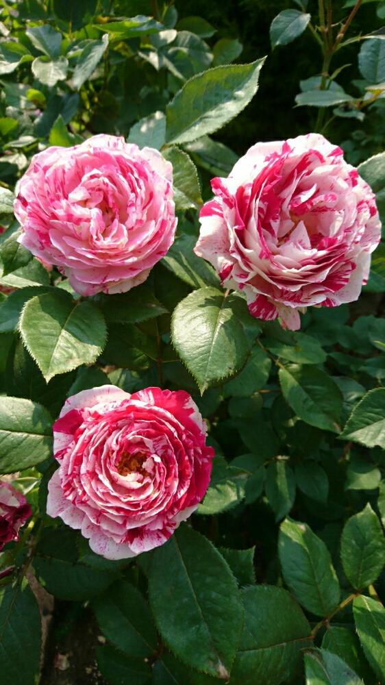 センチメンタルの投稿画像 By りんりんさん ユニークなバラと バラ コンテストといい香りとガーデニングとバラ ミニバラと田舎の一軒家 17月6月3日 Greensnap グリーンスナップ