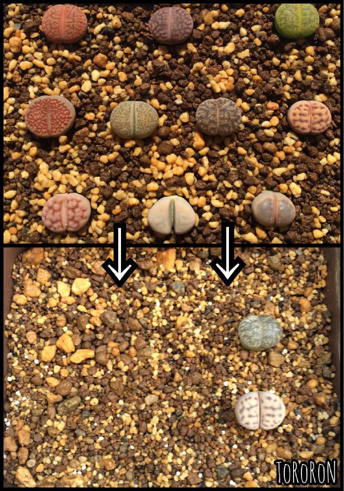 リトープスの投稿画像 By とろろんさん リトープス 記録とリトープス属と多肉植物 17月6月3日 Greensnap グリーンスナップ