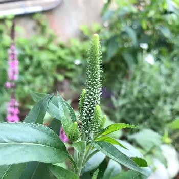 ベロニカ ハミングバード ホワイトの投稿画像一覧 Greensnap グリーンスナップ