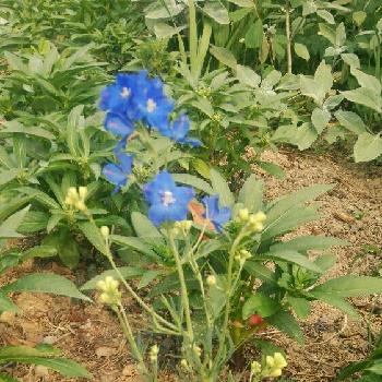 何ていう植物？の画像 by 松永種苗店(セメント町)さん | 小さな庭とデルフィニュウムとさいた✨と今日のお花と何ていう植物？と青い花