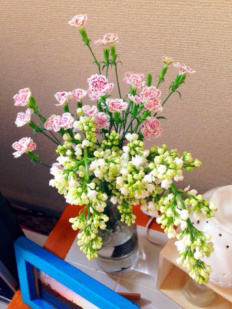 スプレーカーネーションの投稿画像 By Tomoさん ライラックと花瓶の花とお部屋に花をと切り花を楽しむと今日のお花 17月6月4日 Greensnap グリーンスナップ