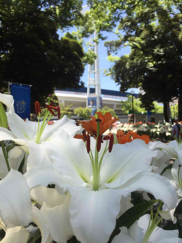 かるりんさんの横浜公園への投稿