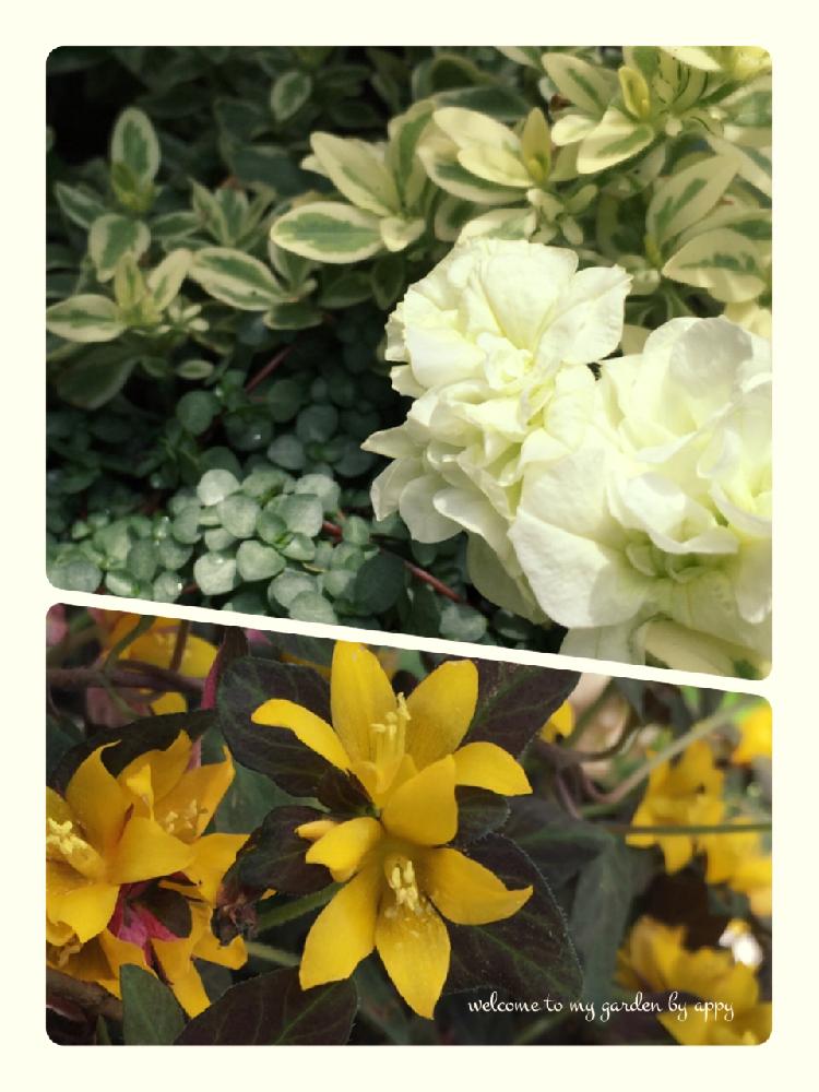 リシマキアミッドナイトサンの投稿画像 By あっぴーさん ピレア グラウカとペチュニア ホワイトメモリーとペチュニア と冬越し後 と癒し系とナチュラルときれいな花と班入りと大きな鉢植えと夏の寄せ植えとリーフとかわいい花と寄せ植えの後 17月6月4日 Greensnap