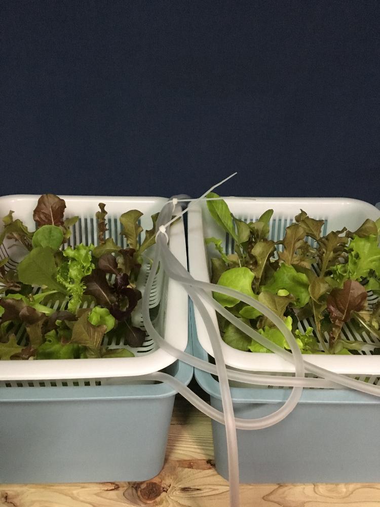 ベビーリーフの投稿画像 By デイジーさん 水耕栽培 17月6月4日 Greensnap グリーンスナップ