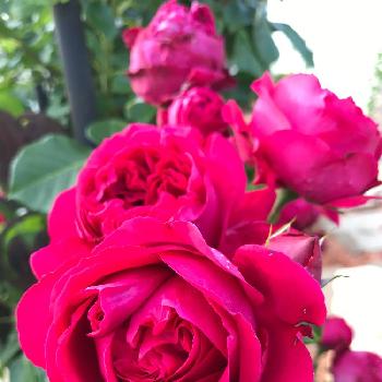 どうぞこのままの画像 by モナミさん | 広い庭と満開♪とルージュ ピエール ドゥ ロンサールと最高の季節と薔薇に夢中とどうぞこのままと今日のお花と天国か?