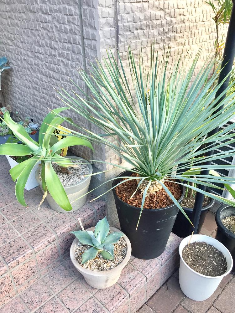 アテナータ(アガベ)無農薬・無除草剤 アテナータ(アガベ) 無農薬・除草剤無しです。