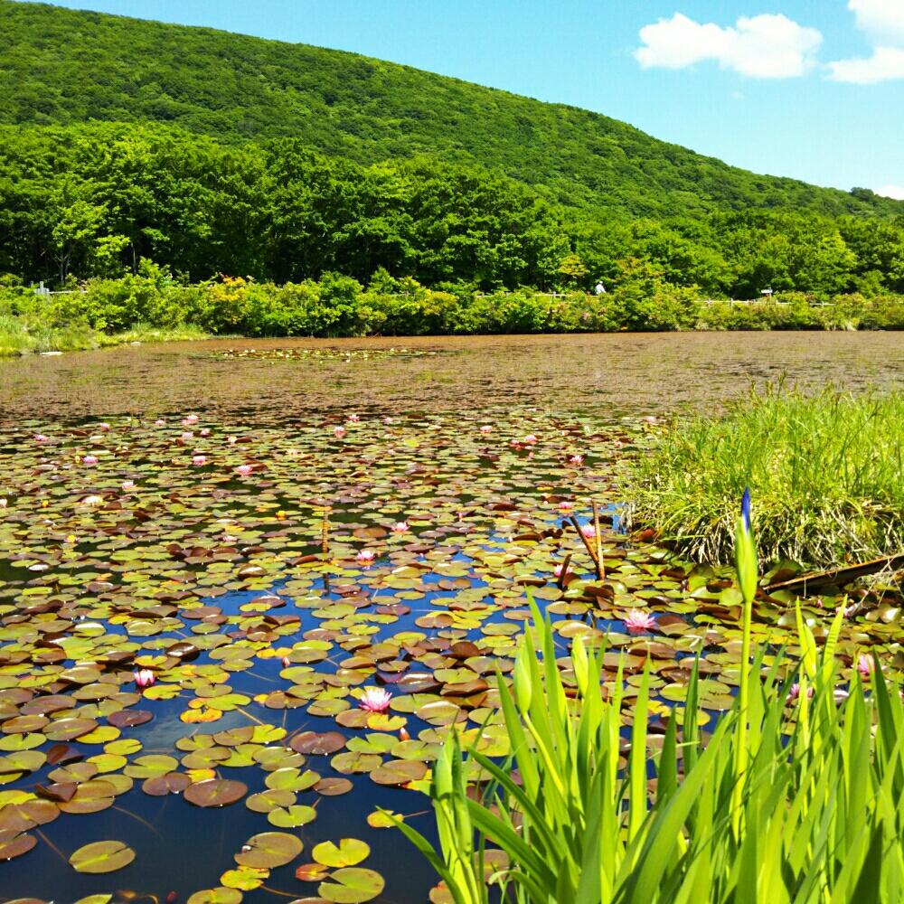 スイレンの投稿画像 By よっちえさん 広島県吾妻山と登山 17月6月5日 Greensnap グリーンスナップ